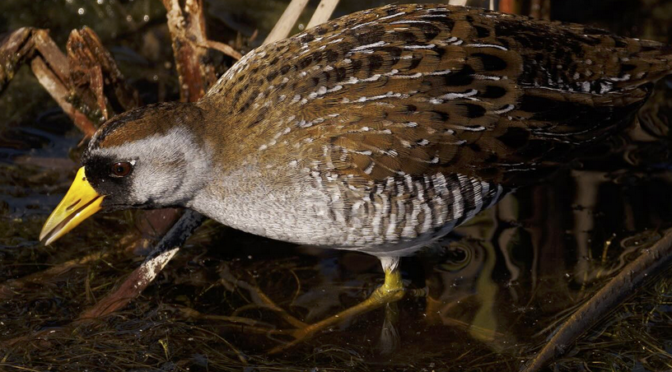 Enjoying time with a Sora in South Carolina